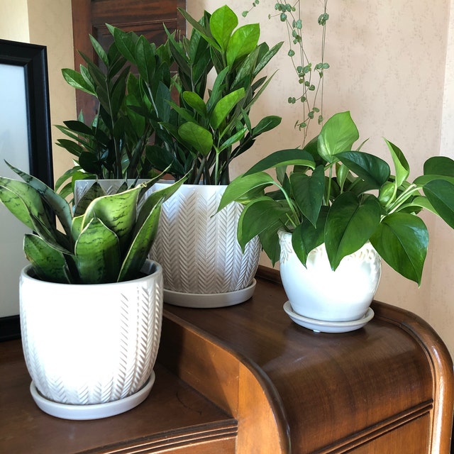 silver hahnii snake plant Buy Our Sansevieria Hahnii Silver