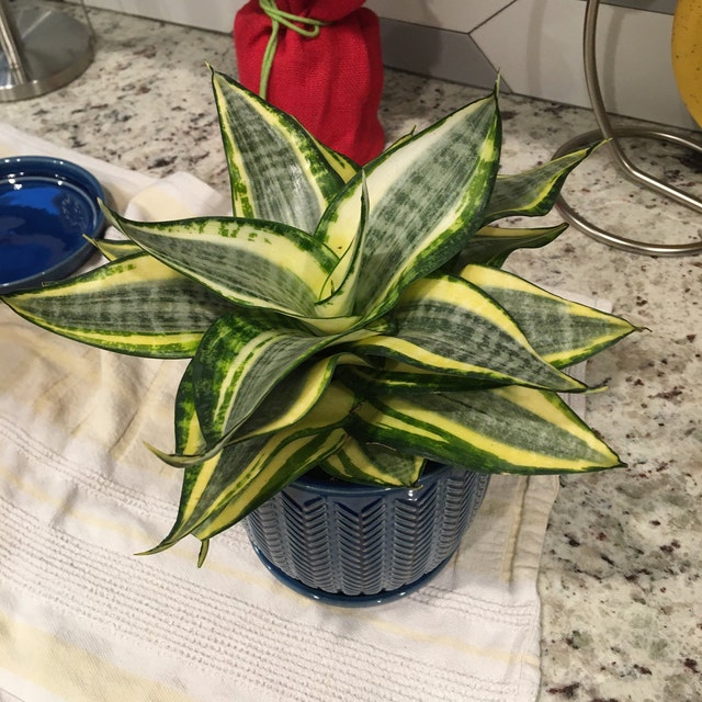 Sansevieria Hahnii Gold, Snake Plant, 6in White Deco Pot