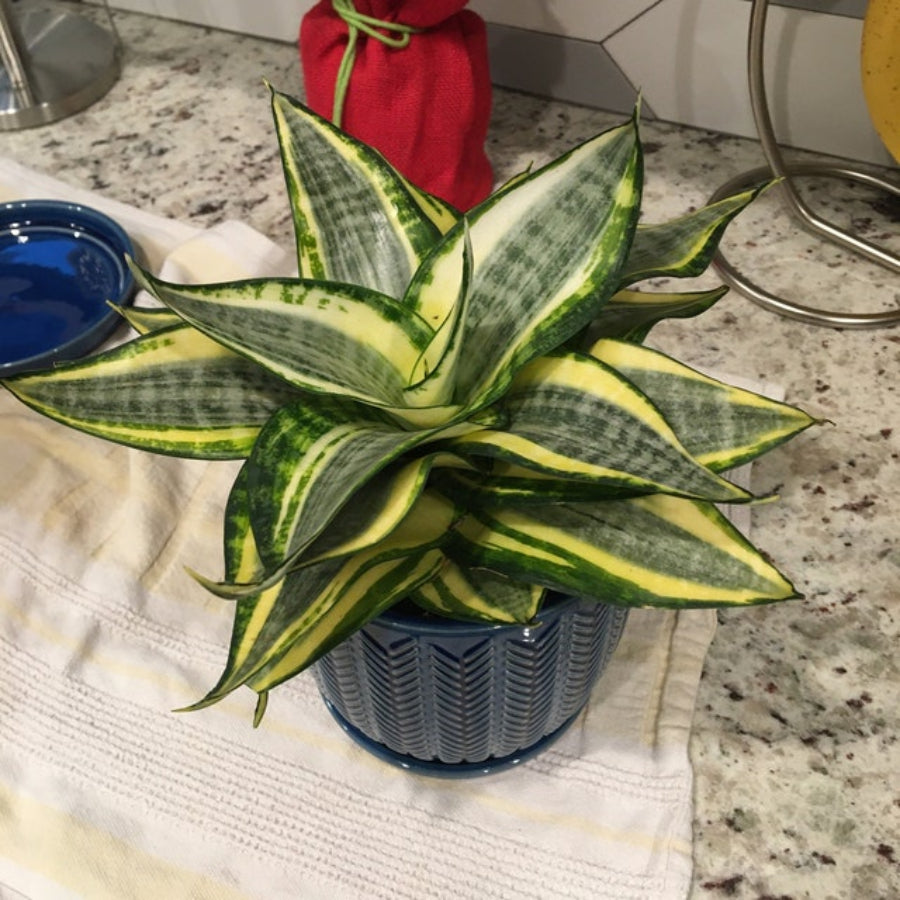 A healthy 6-inch Dwarf Laurentii Snake Plant