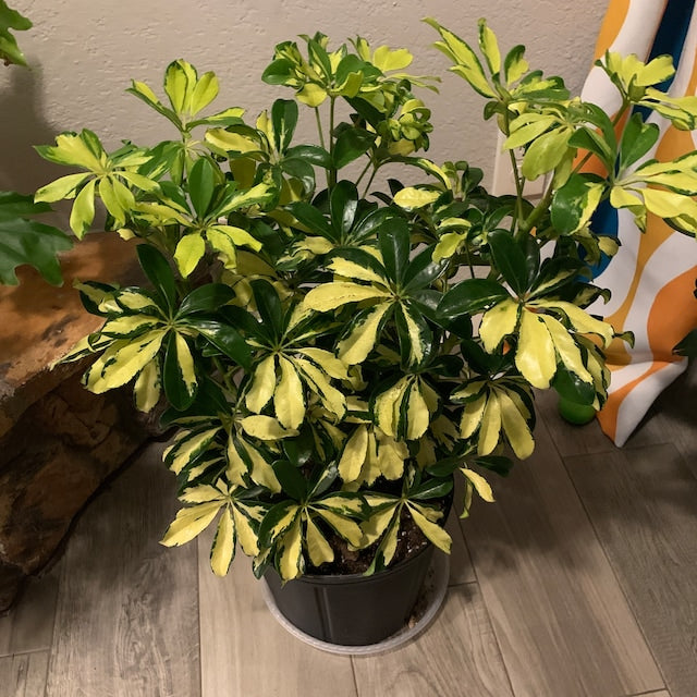 schefflera arboricola chat Explore Our Trinette Arbaricola