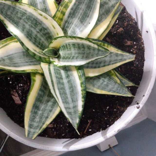 Sansevieria Hahnii Gold, Snake Plant, 6in White Deco Pot