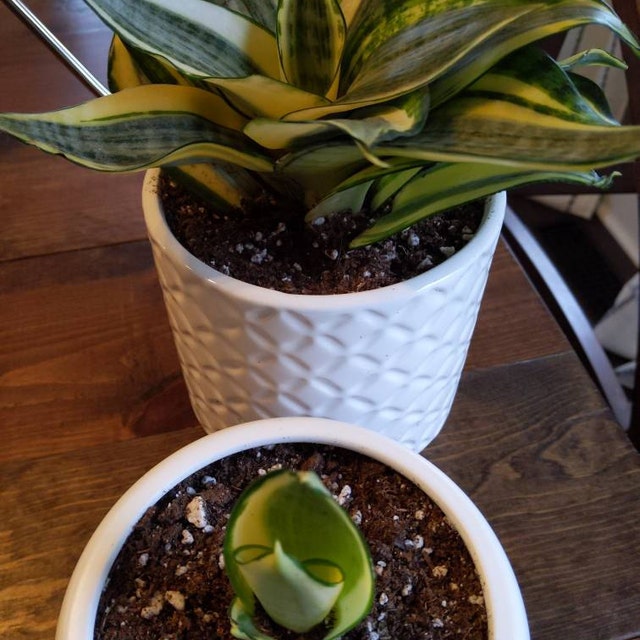 Sansevieria Hahnii Gold, Snake Plant, 6in White Deco Pot