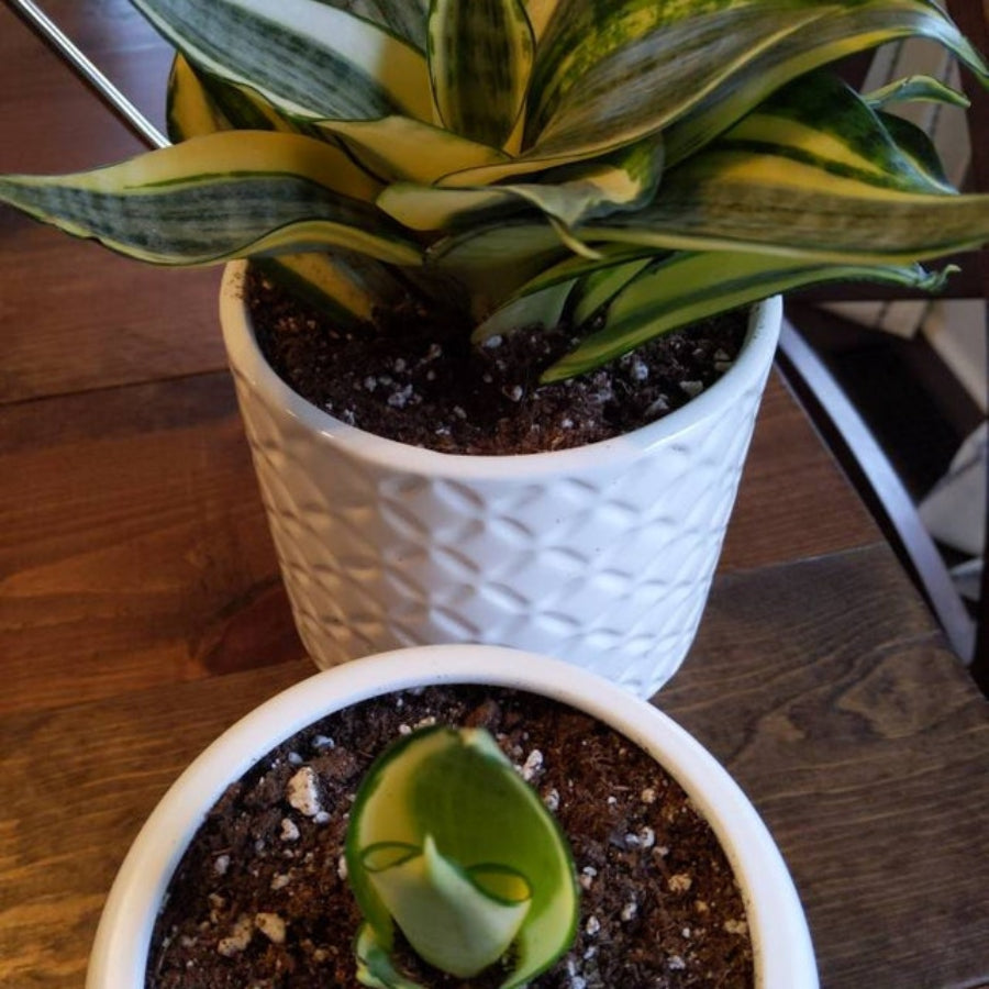 Dwarf Laurentii Snake Plant in a 6-inch white decorative pot.