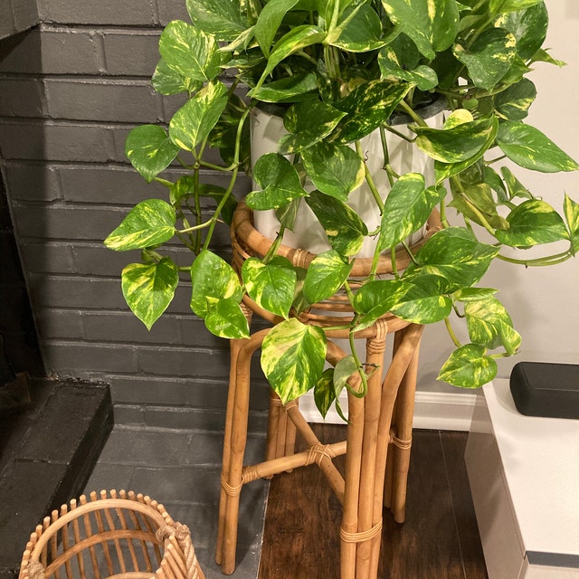 Golden Pothos in Hanging Basket, Epipremnum Aureum inside house
