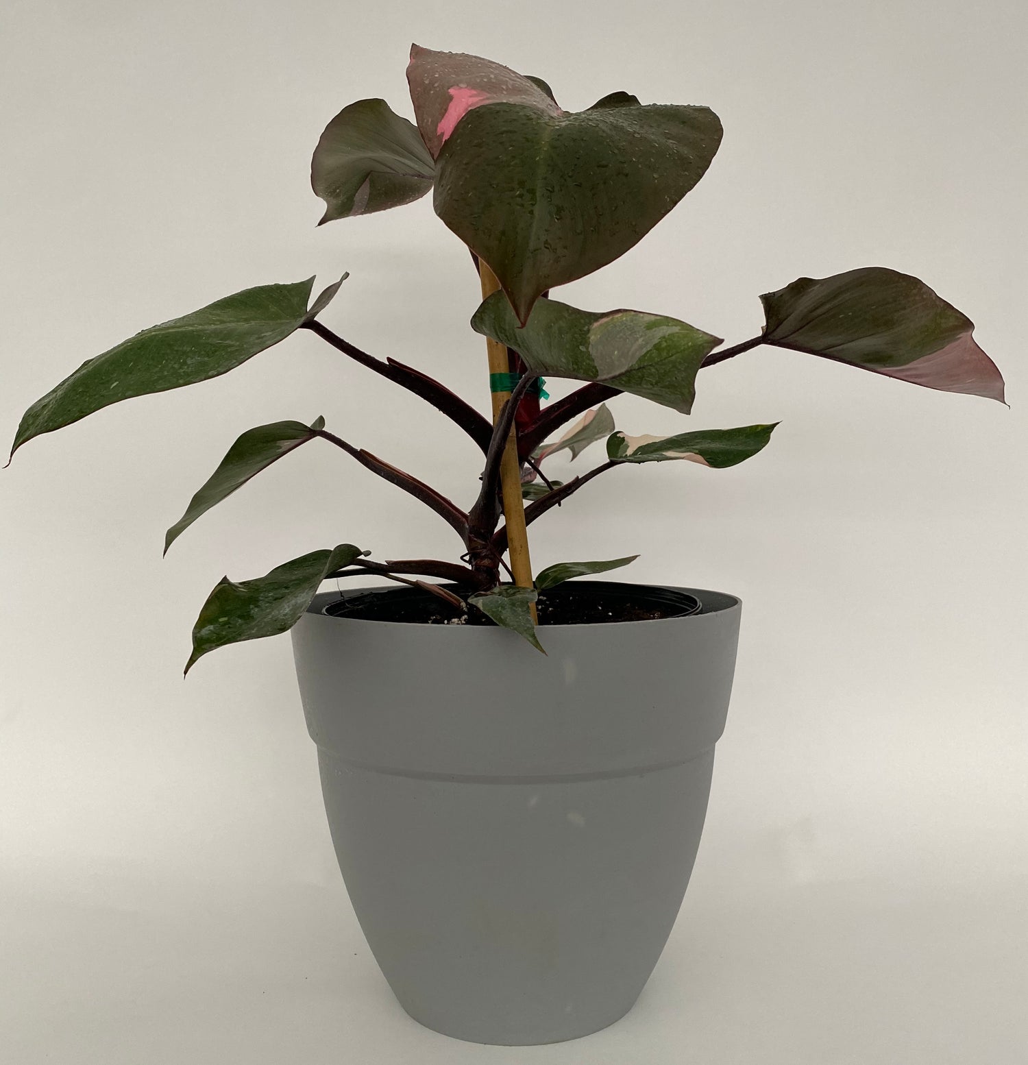 Philodendron Pink Princess in Trellis, Philodendron Erubescens Exotic Plants in pot