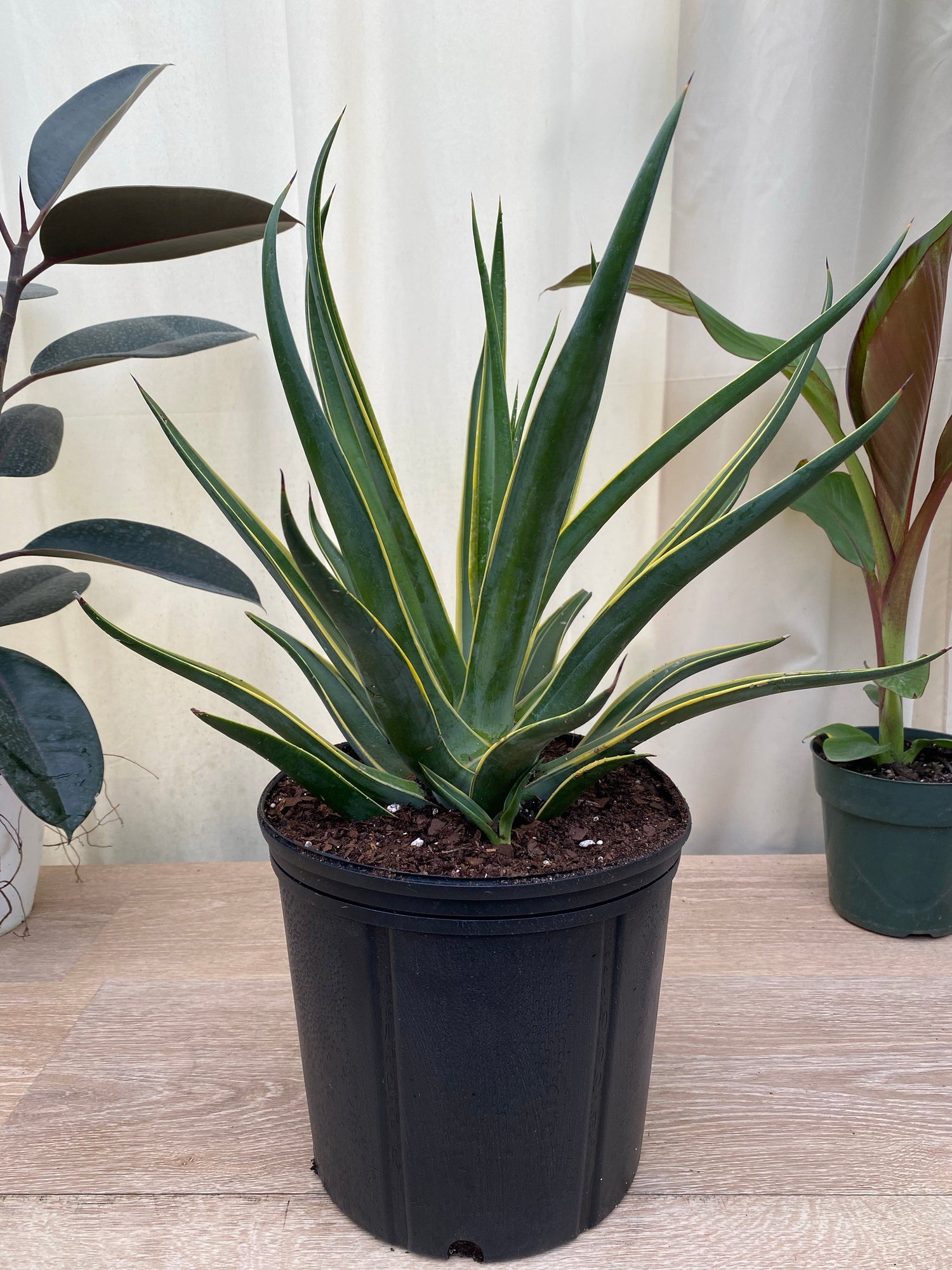 Agave Desmettiana Lurida