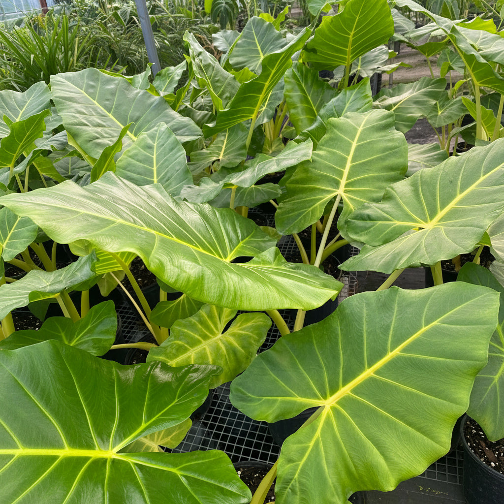 leaves of Alocasia Yellow Stem, Elephant Ears, Live Tropical Plant