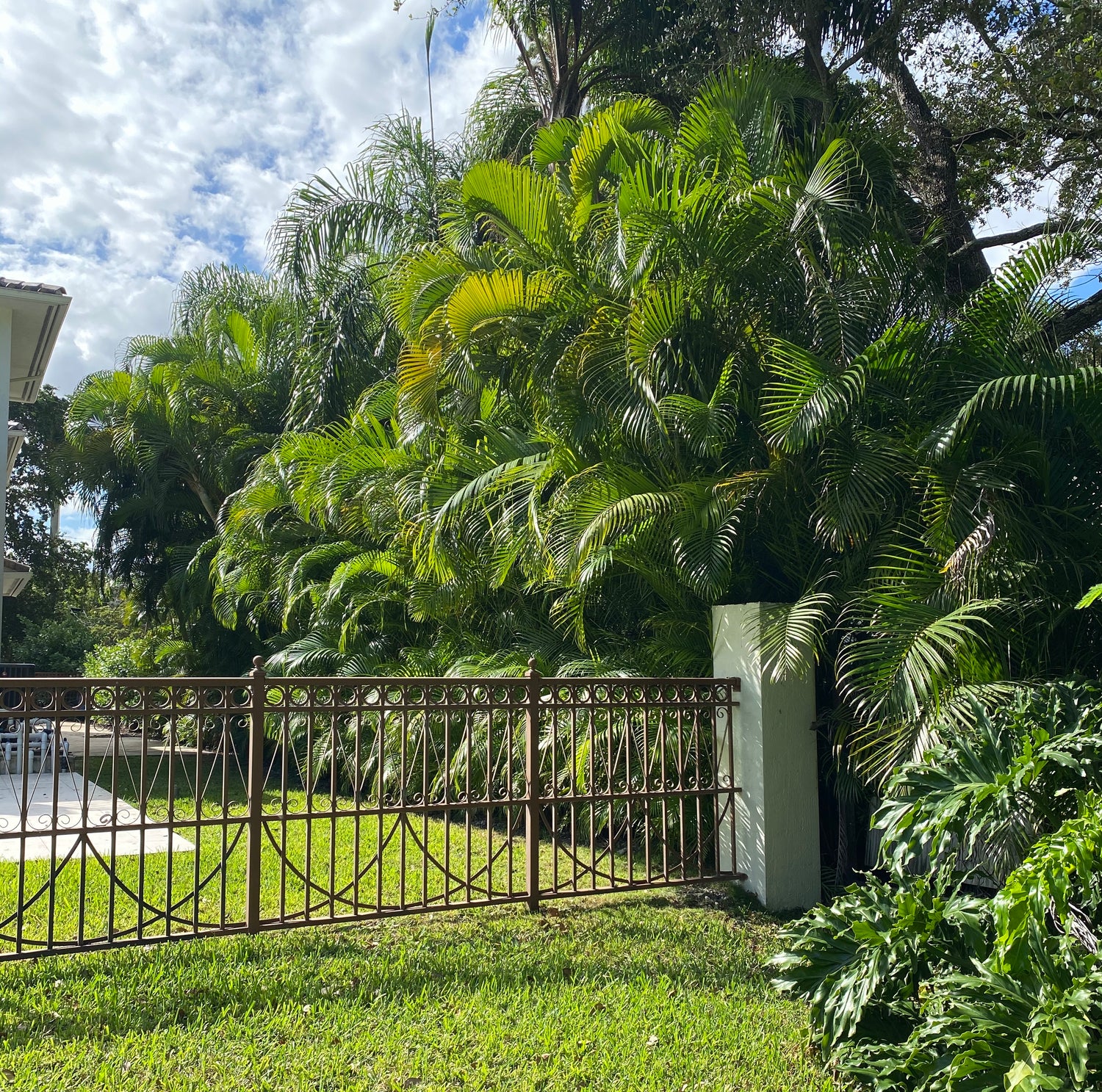 Areca Palm, Golden Cane, Dypsis Lutescens outside of a house