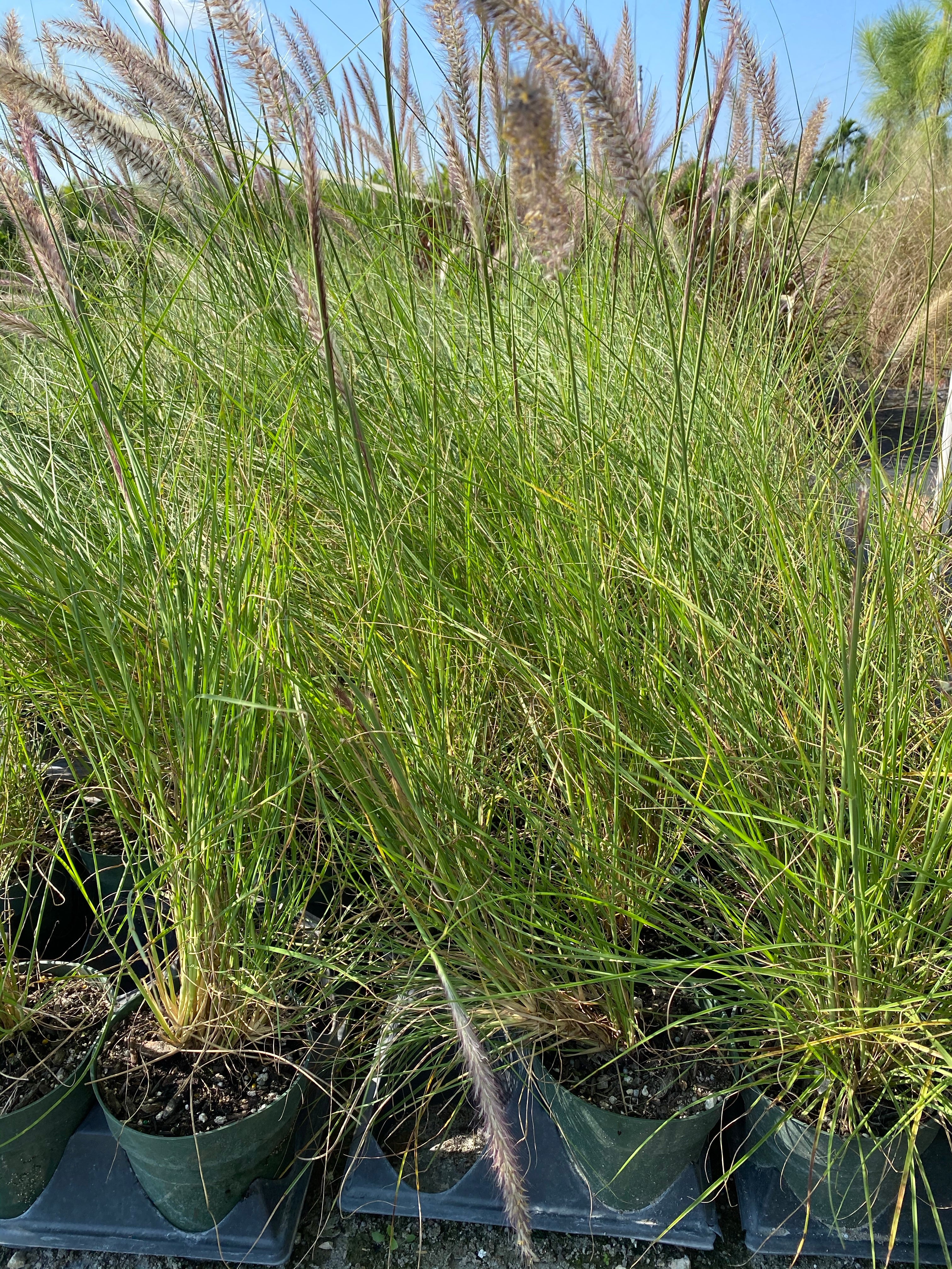 White Fountain Grass