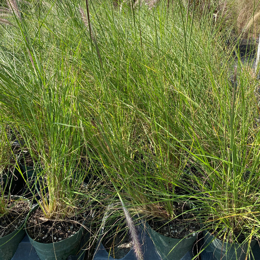 White Fountain Grass, Pennisetum Setaceum in row o pots