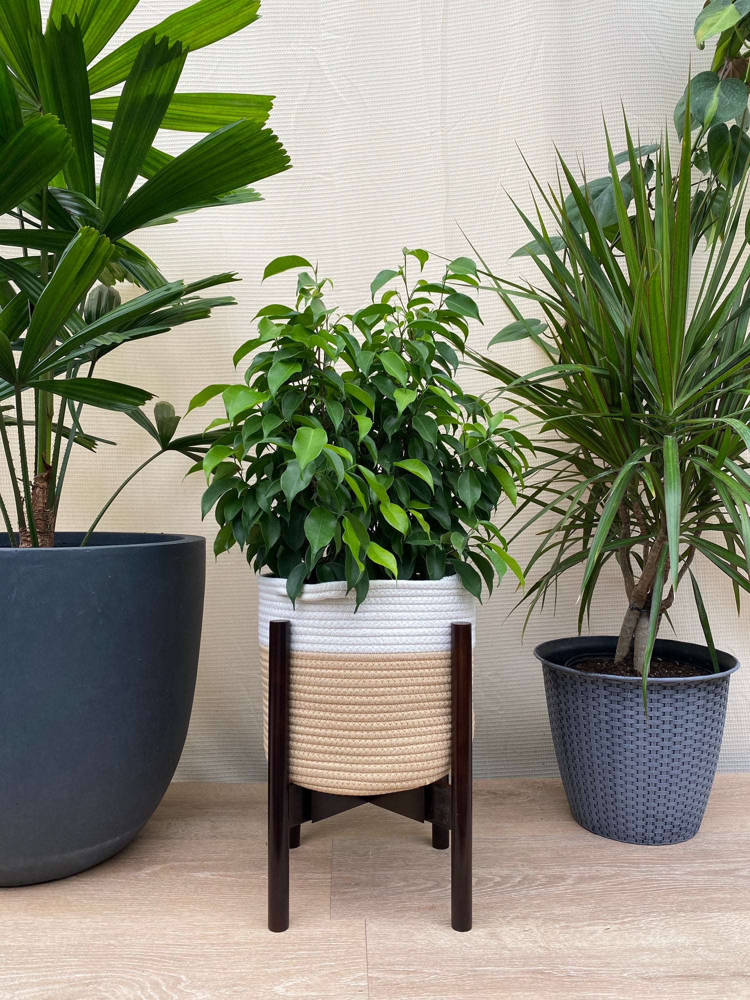 Ficus Benjamina Florida Spire, Weeping Fig beside wall