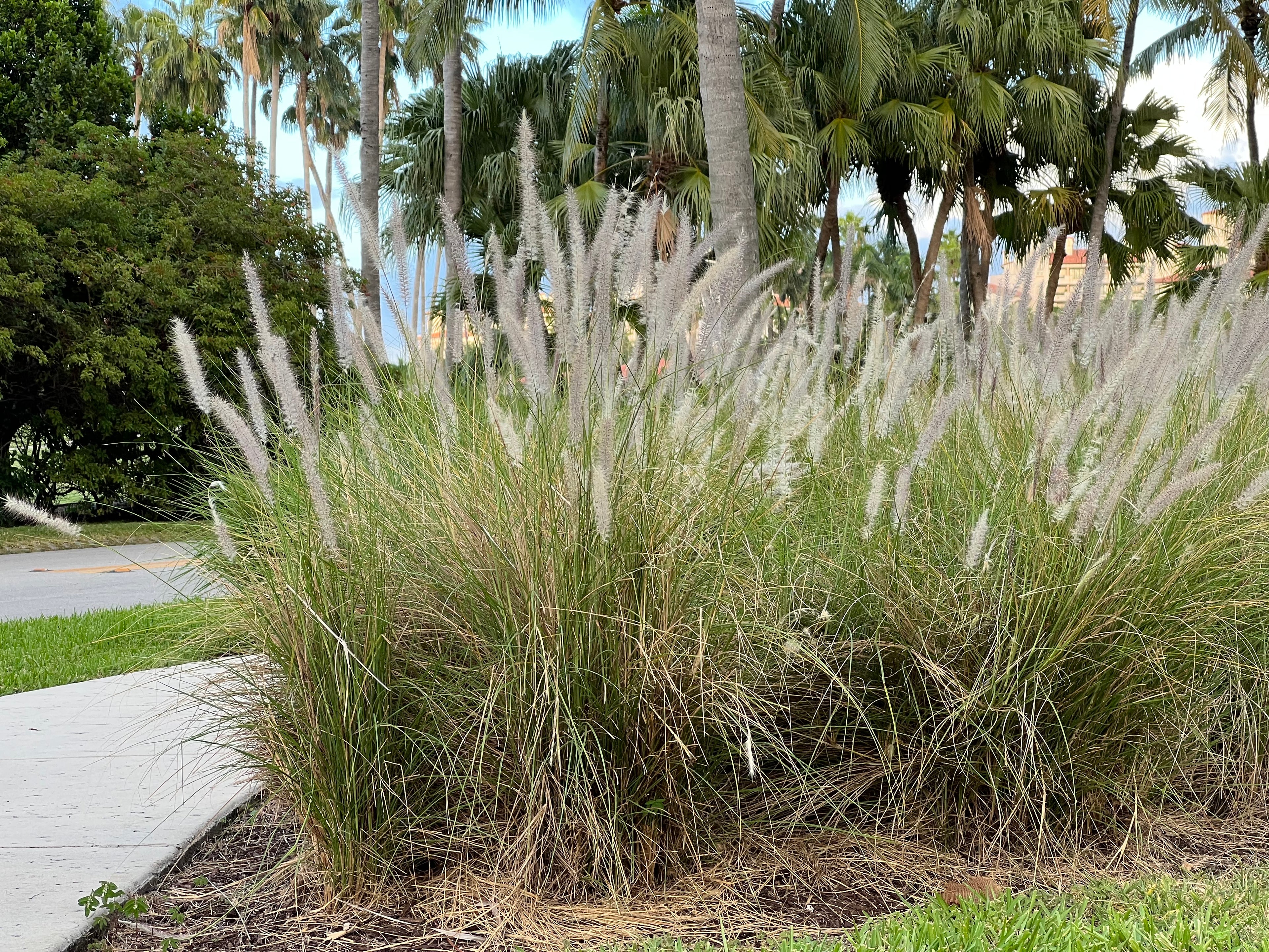 White Fountain Grass