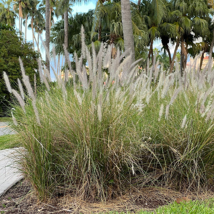 White Fountain Grass, Pennisetum Setaceum planted next to sidewalk