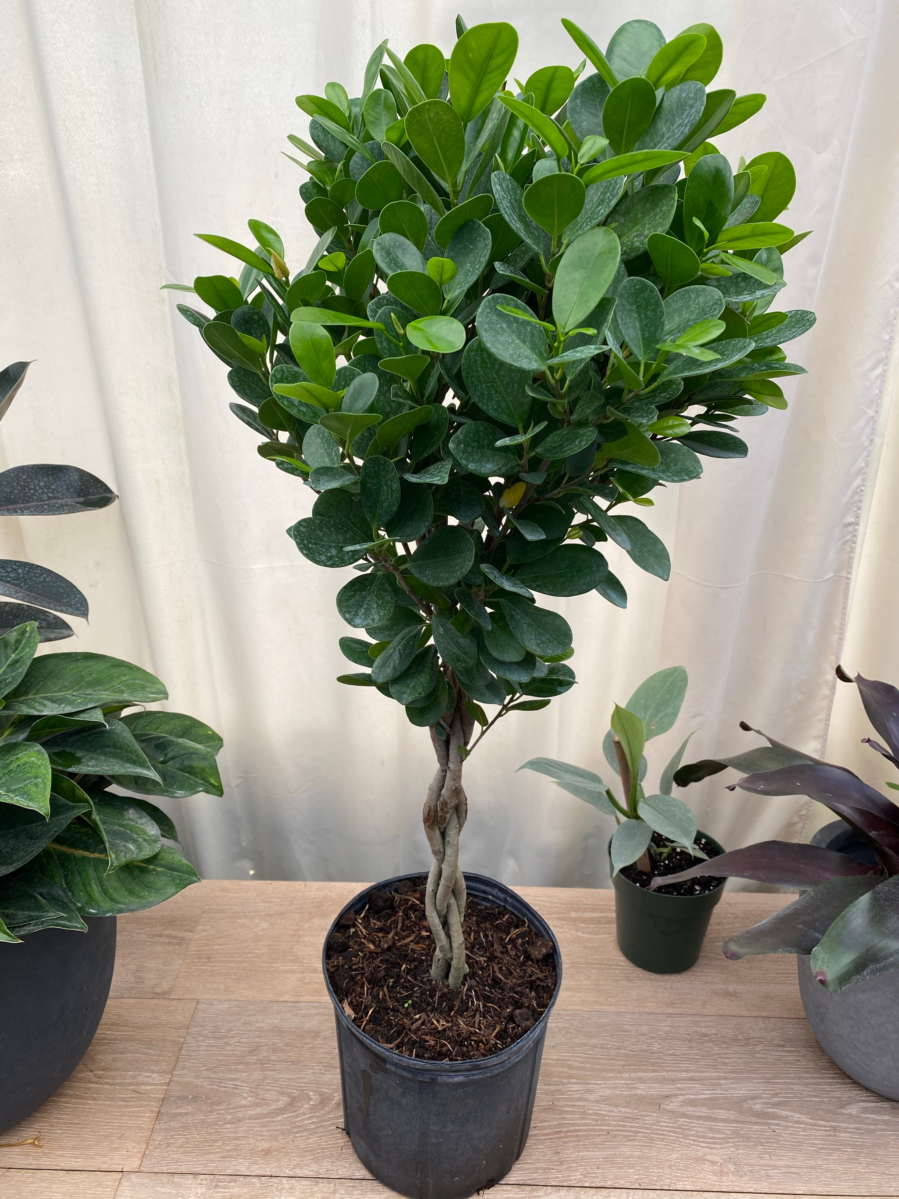 upper view of Braided Ficus Moclame Tree, Ficus Microcarpa Daniella