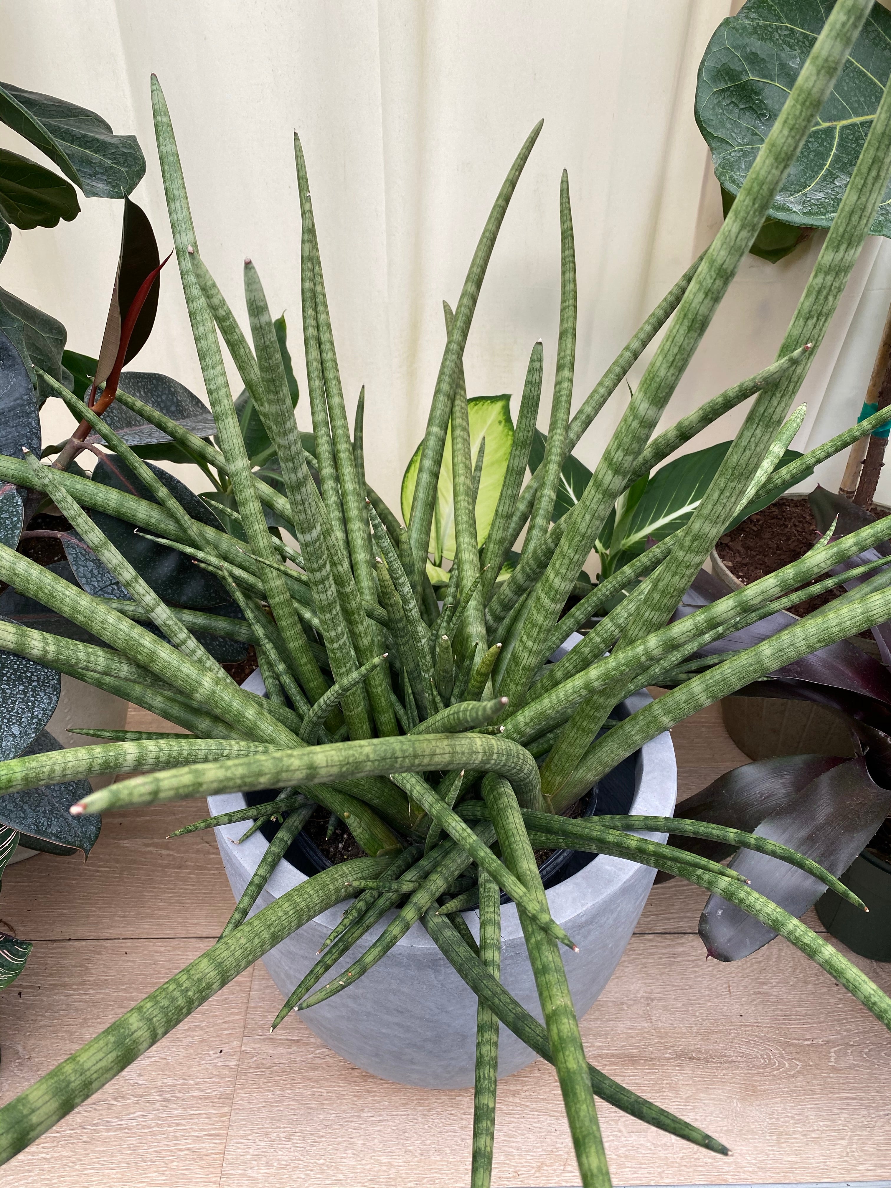 leaves of Sansevieria Fernwood Mikado, Snake Plant