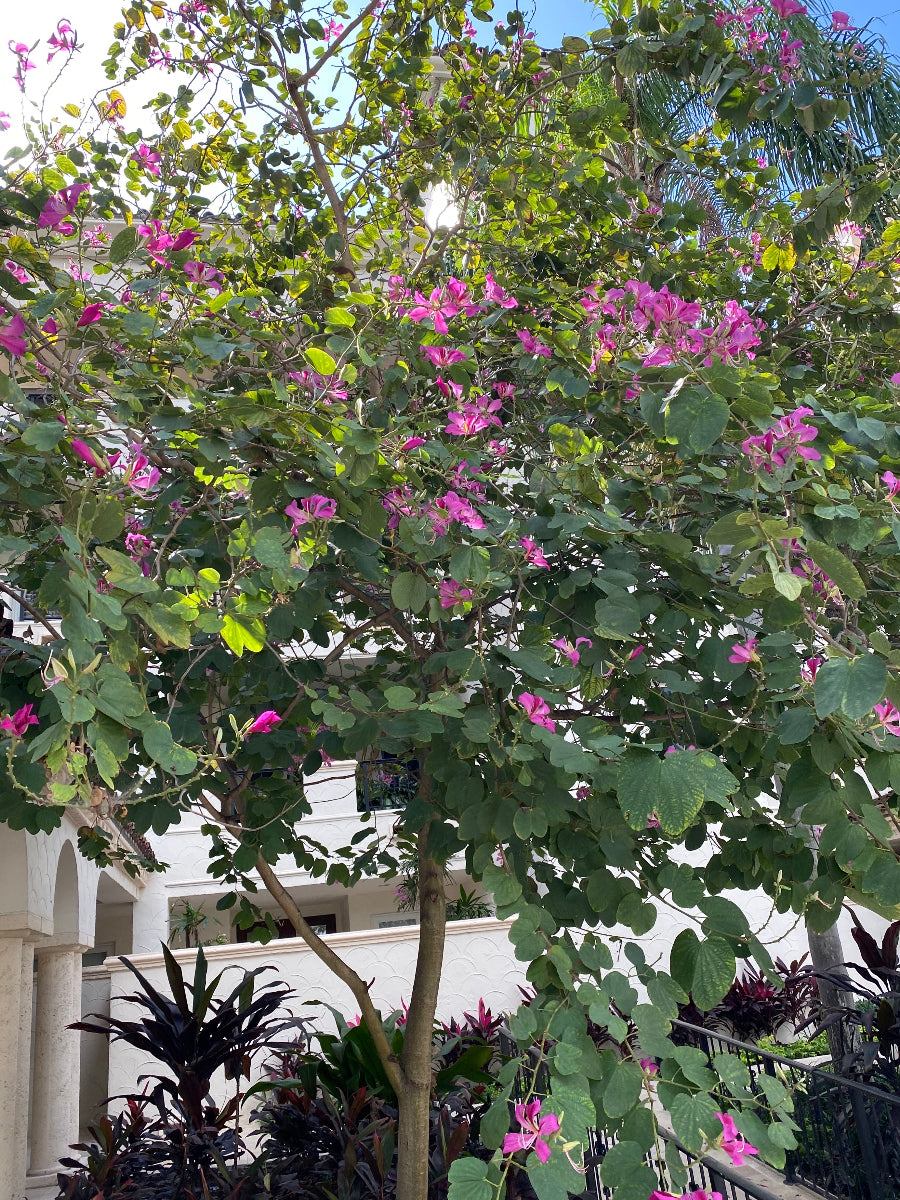 A mature Hong Kong Orchid tree covered in vibrant pink-purple blooms outdoors
