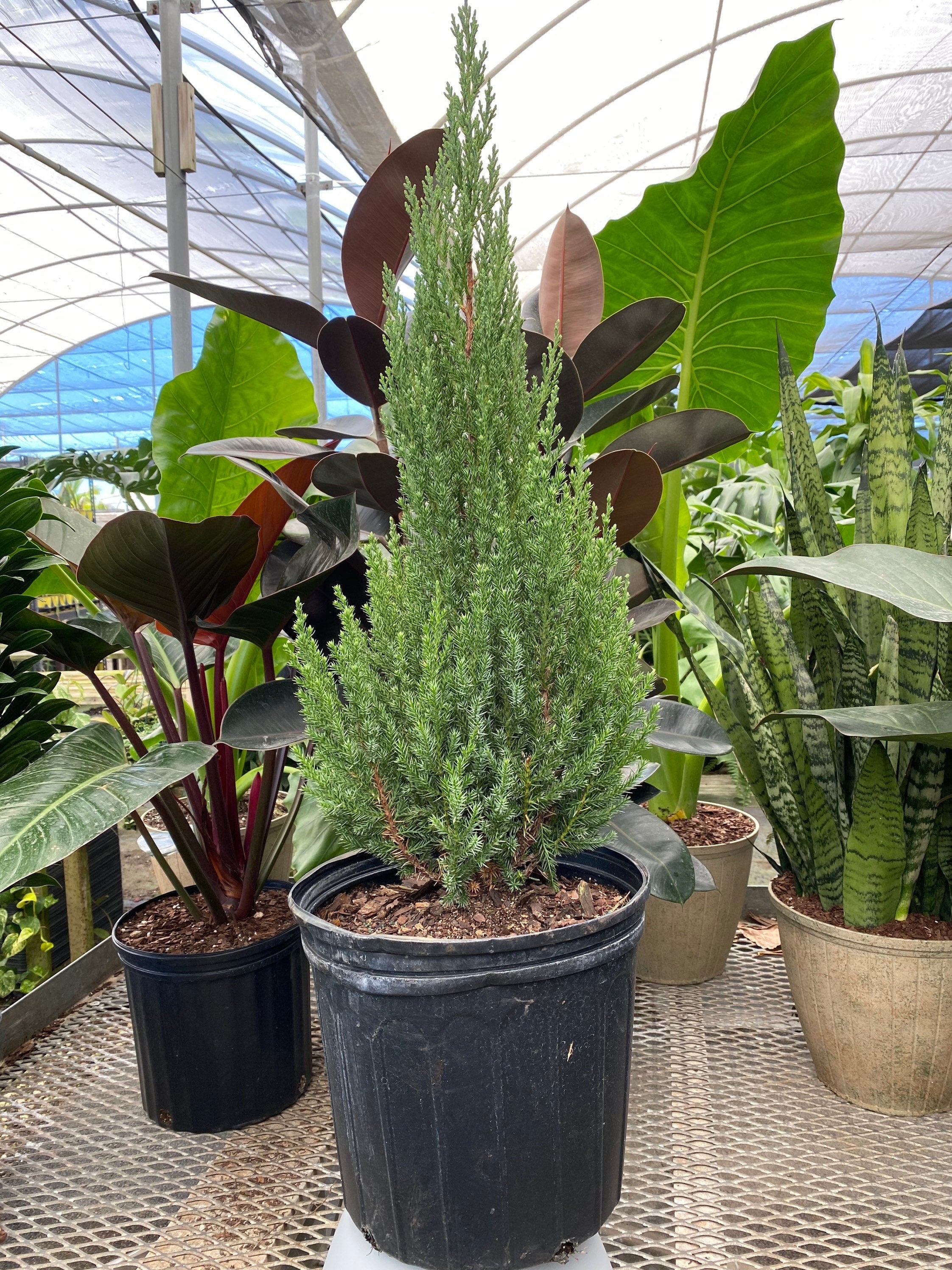 Blue Point Juniper, Juniperus Chinensis