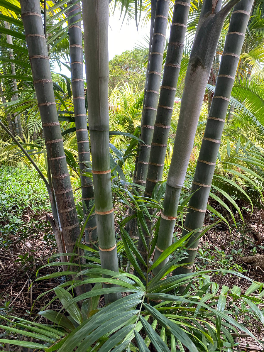 A tall Cabada Palm planted outdoors, showcasing its rare, clustering slender green trunks