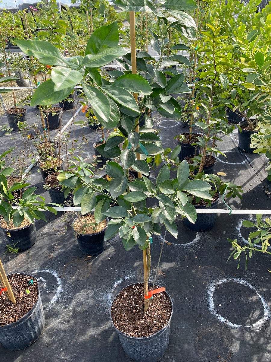Young potted Navel Orange tree sapling in an outdoor nursery.