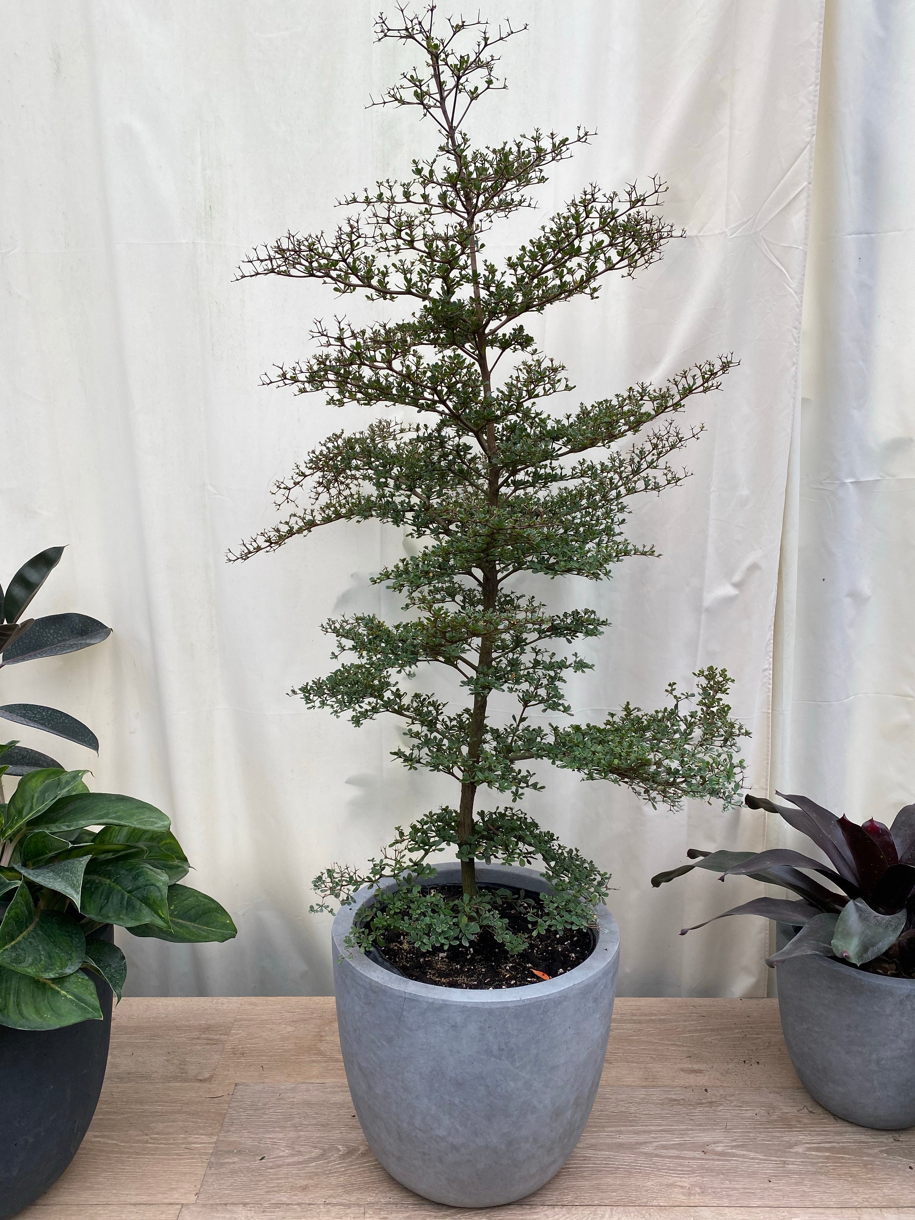 Bucida Spinosa, Spiny Black Olive