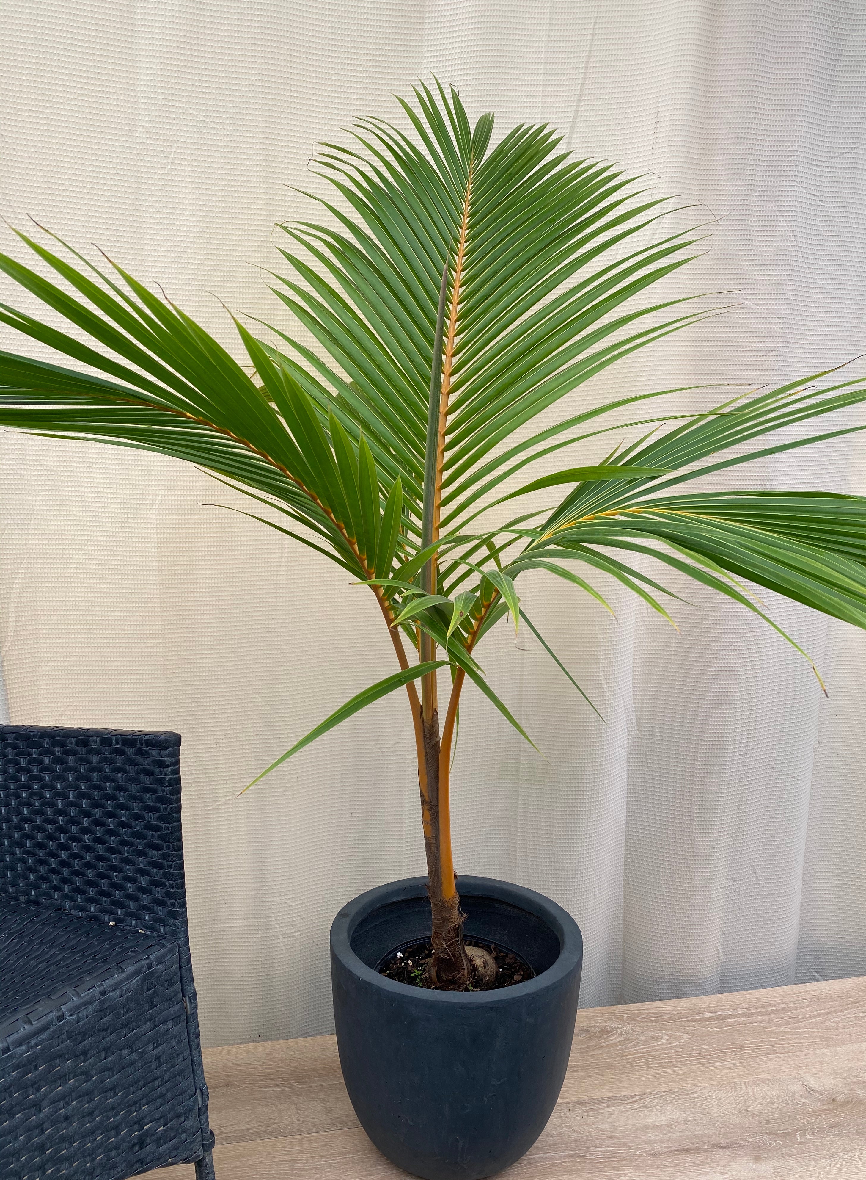 Coconut Tree Red Spicata, Exotic and Rare