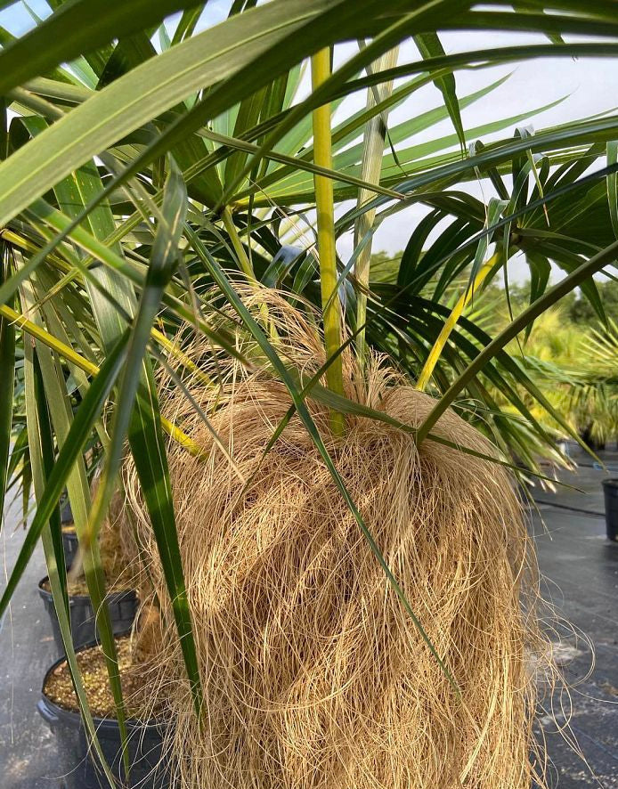close view of Old Man Palm, Rare and Exotic Palma Petate