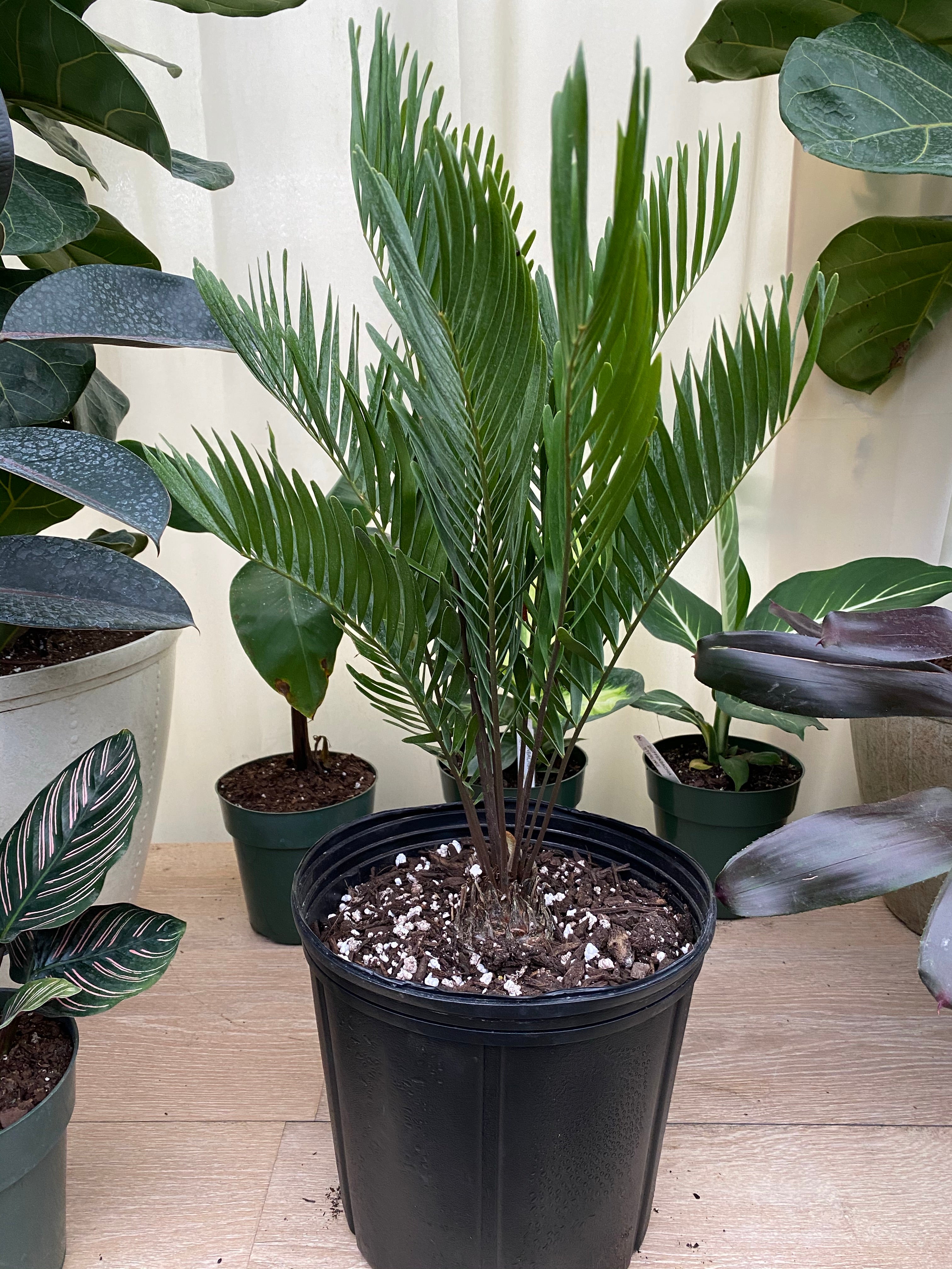 Coontie Palm, Zamia pumila