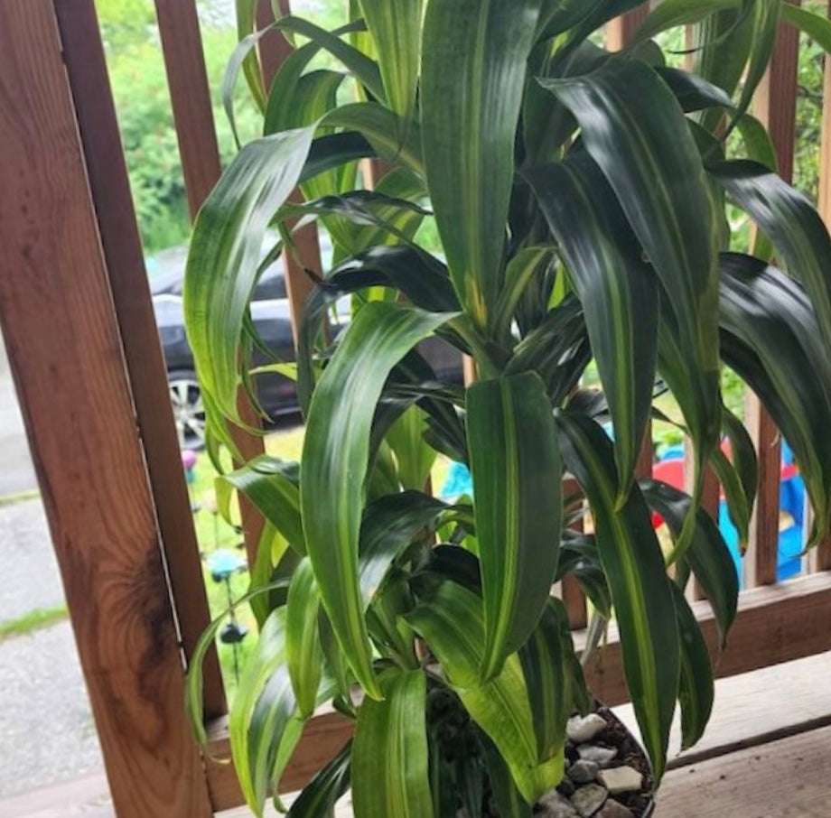 Dracaena Hawaiian Live Plant Indoor Air Purifier – Eureka Farms