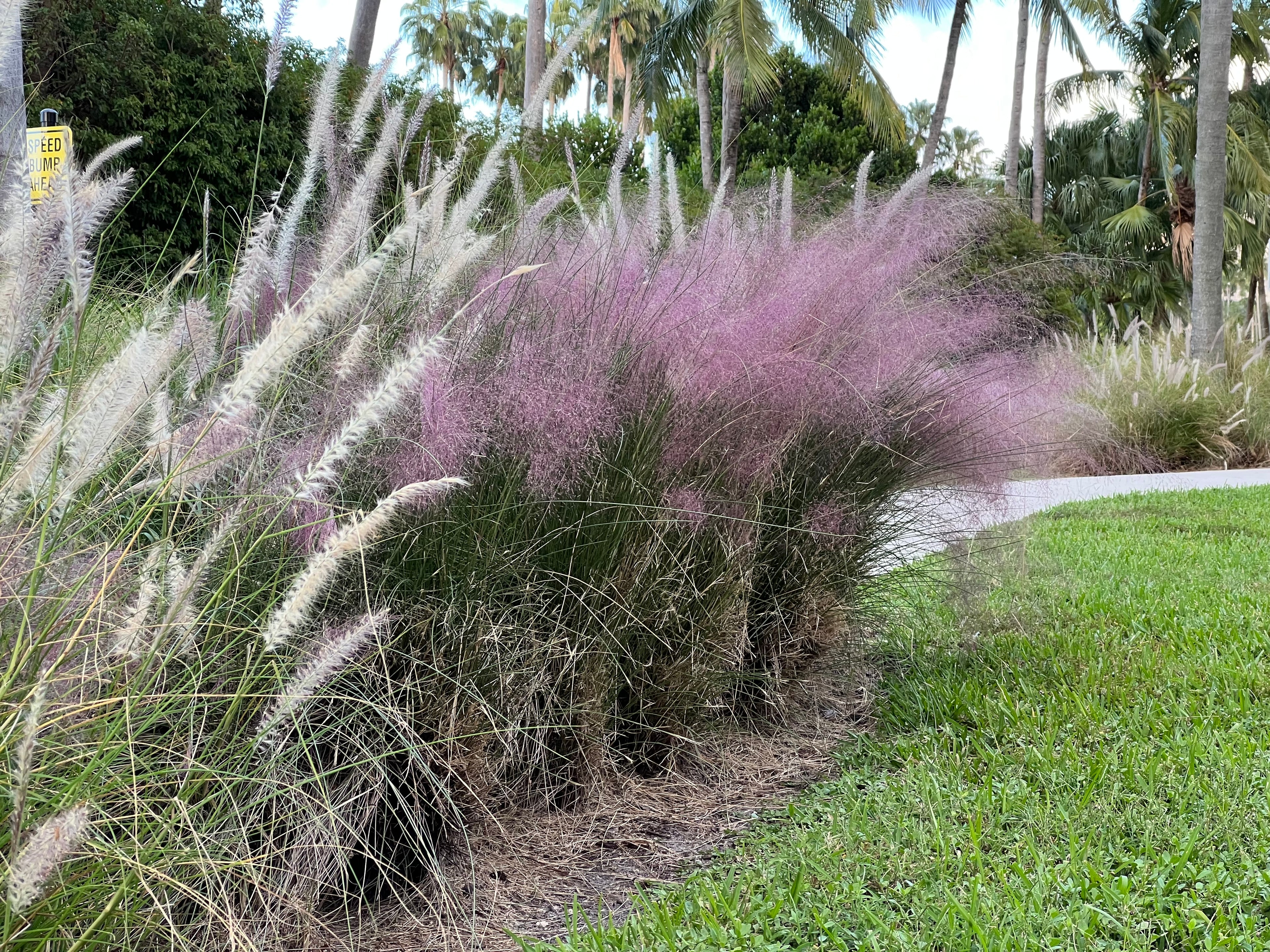 Pink Muhly Grass Pink Cloud