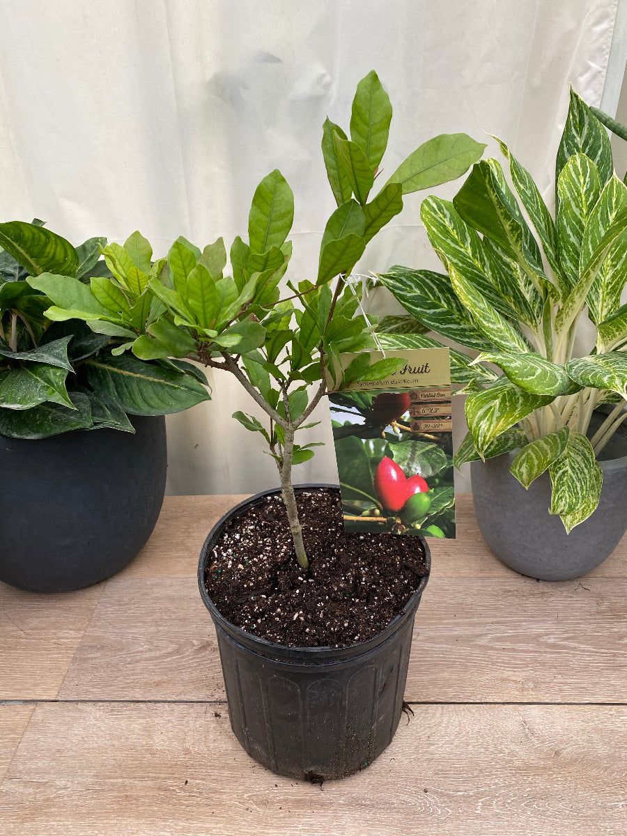 Young potted Miracle Fruit Berry tree sapling
