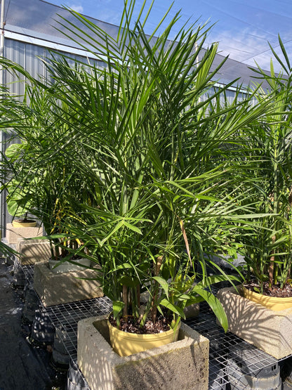 Outside view of Bamboo Palm, Live Plant Air Purifier