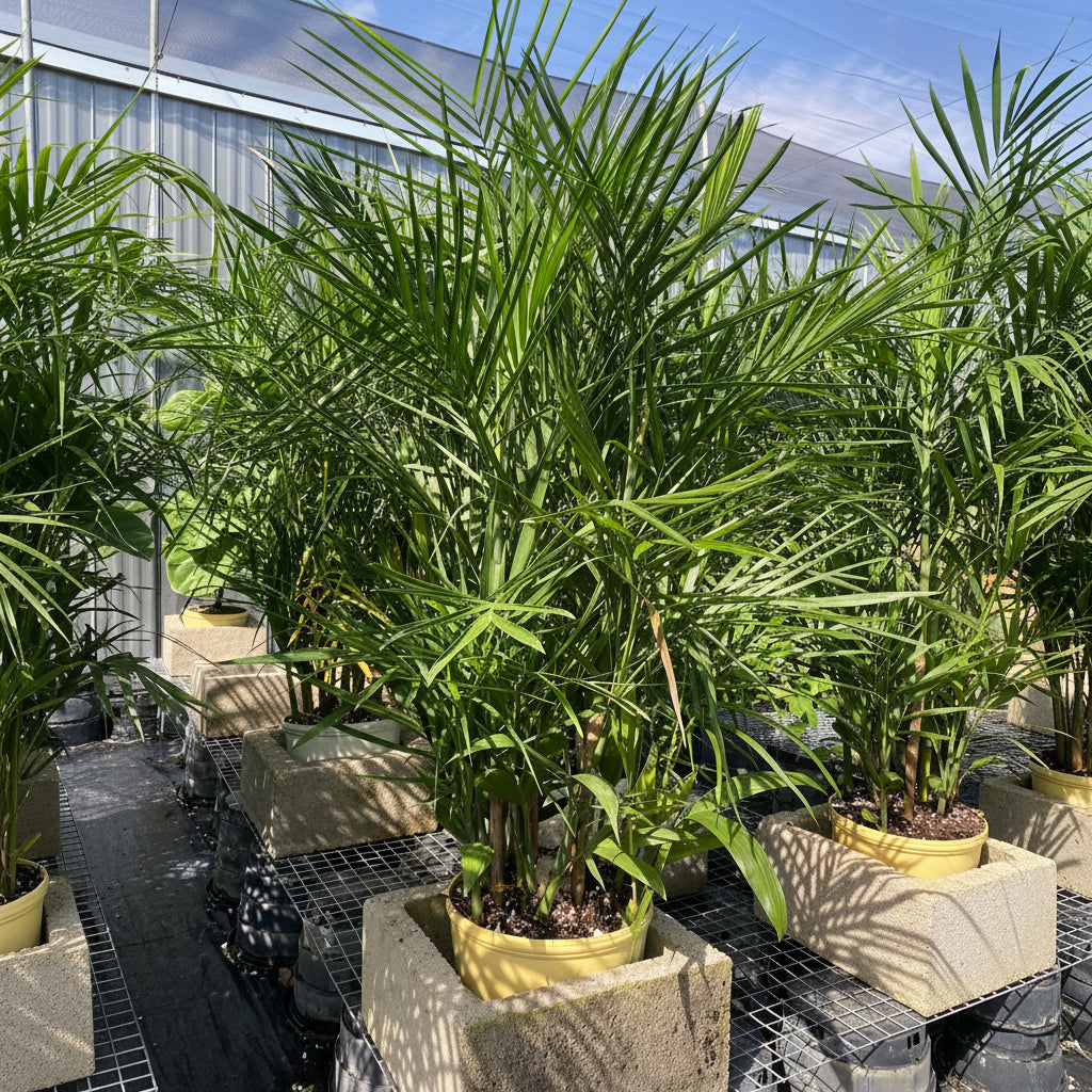 Outside view of Bamboo Palm, Live Plant Air Purifier