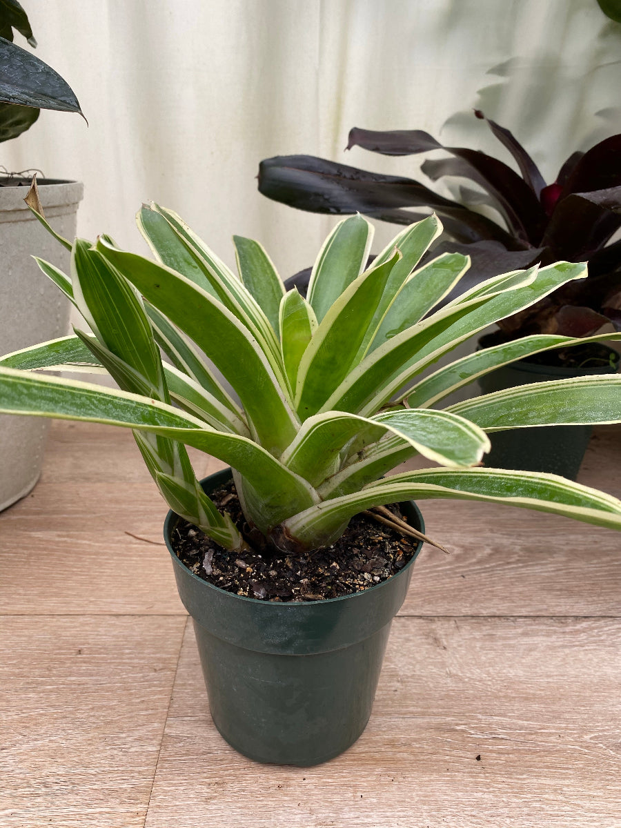 Potted Bromeliad Neoregelia Bossa Nova plant in a green grower pot