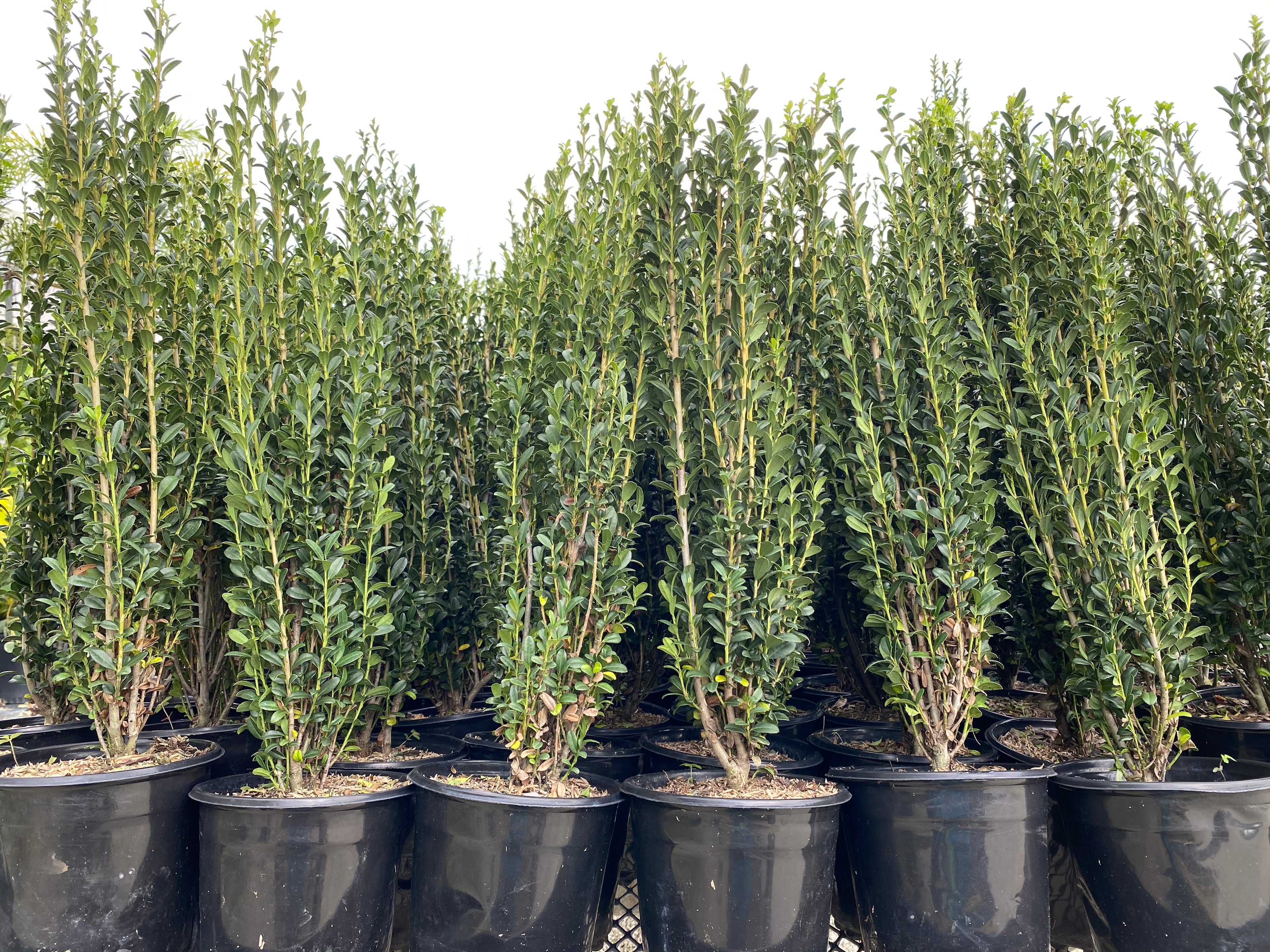 Ilex crenata &