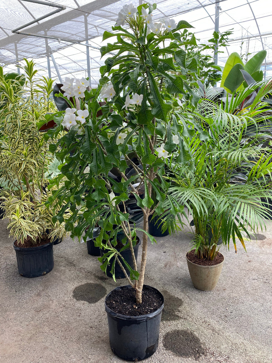 Bridal Bouquet Plumeria White Flowering Tree in a 7 gallon black nursery pot, featuring a tall trunk supporting a lush canopy of elongated glossy green foliage and elegant clusters of delicate white blooms, standing on a concrete floor inside a bright greenhouse nursery setting alongside other potted tropicals, ideal as a stunning tropical focal point and ornamental garden feature.