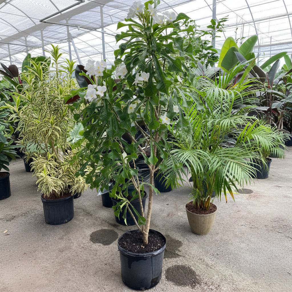 Bridal Bouquet Plumeria White Flowering Tree in a 7 gallon black nursery pot, featuring a tall trunk supporting a lush canopy of elongated glossy green foliage and elegant clusters of delicate white blooms, standing on a concrete floor inside a bright greenhouse nursery setting alongside other potted tropicals, ideal as a stunning tropical focal point and ornamental garden feature.