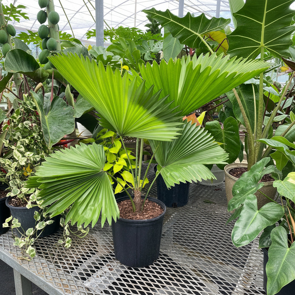 Licuala Peltata Elegans Palm Tree, Rare and Exotic