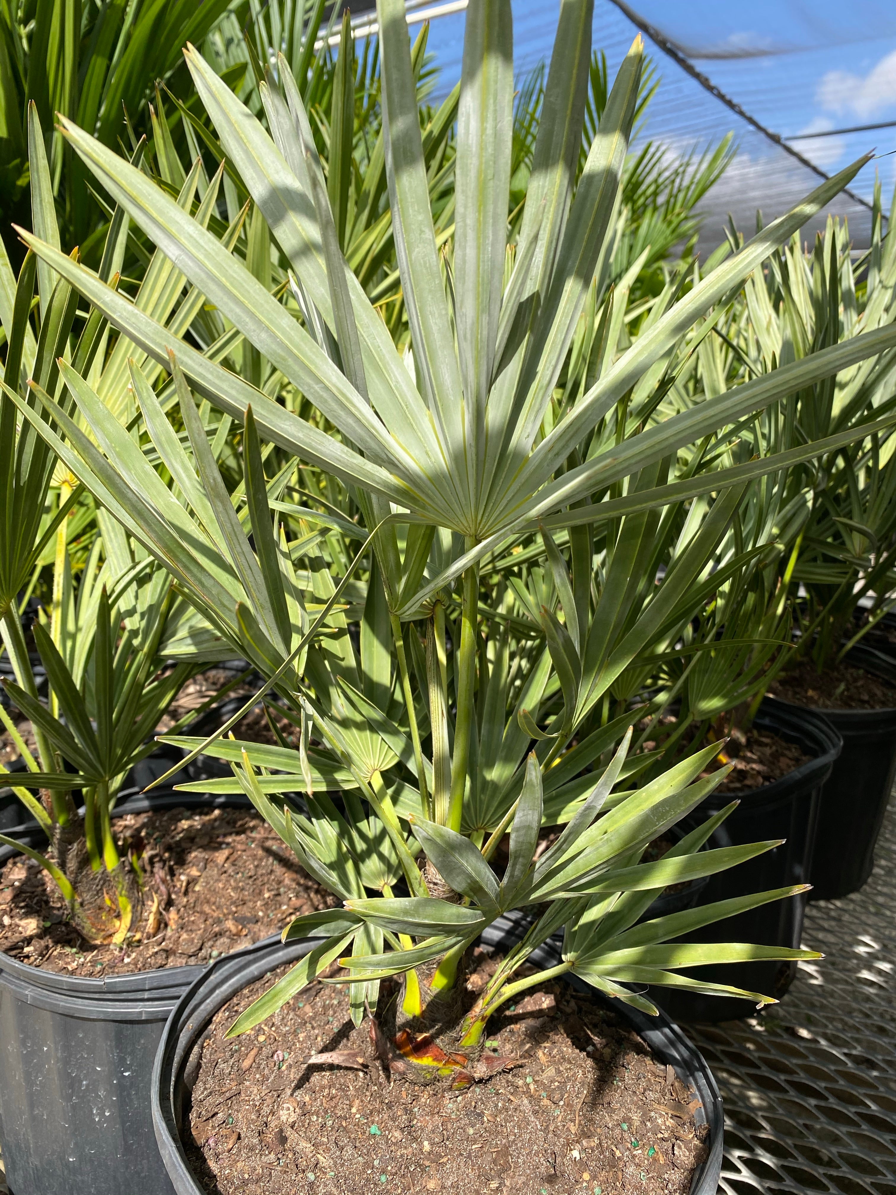 Silver Saw Palmetto, Georgia Silver