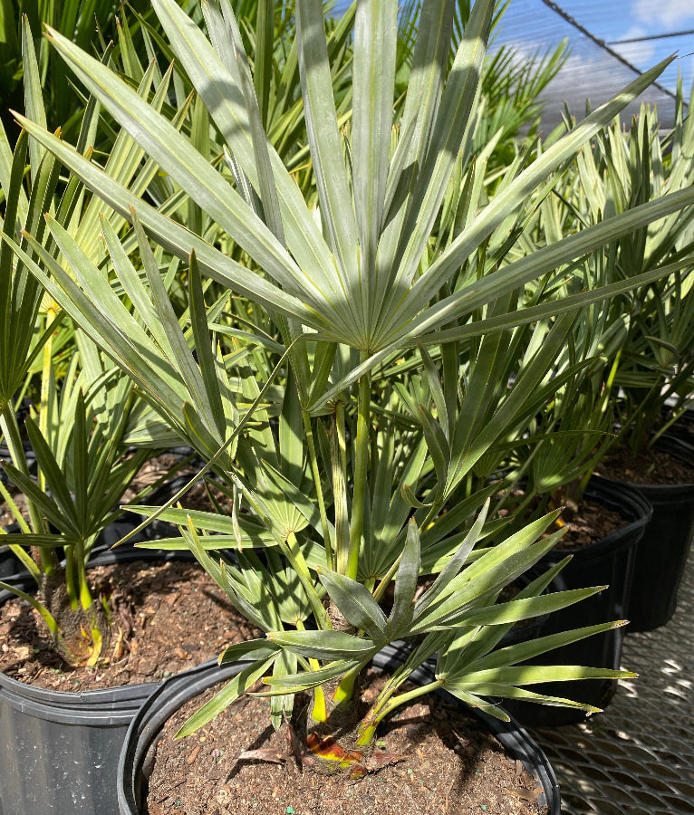 Silver Saw Palmetto, Georgia Silver