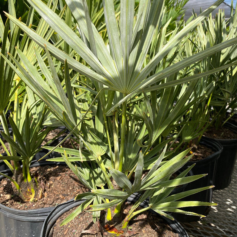 Silver Saw Palmetto, Georgia Silver