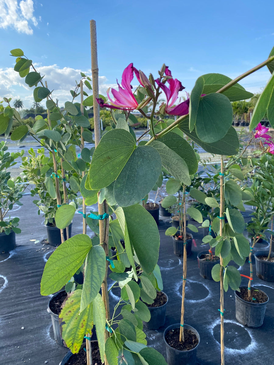 Young potted Hong Kong Orchid tree saplings in an outdoor nursery