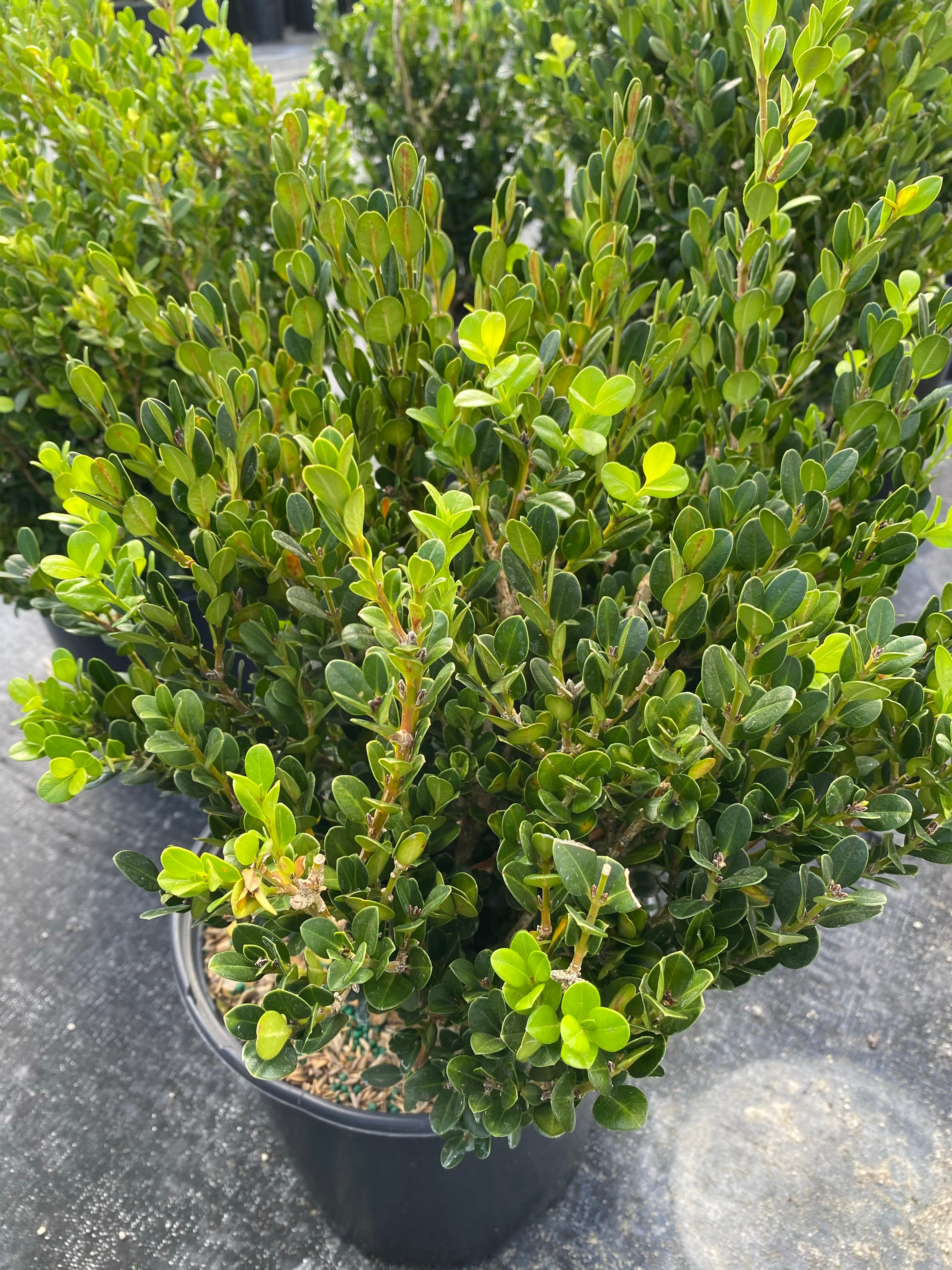 Winter Green Boxwood Shrub