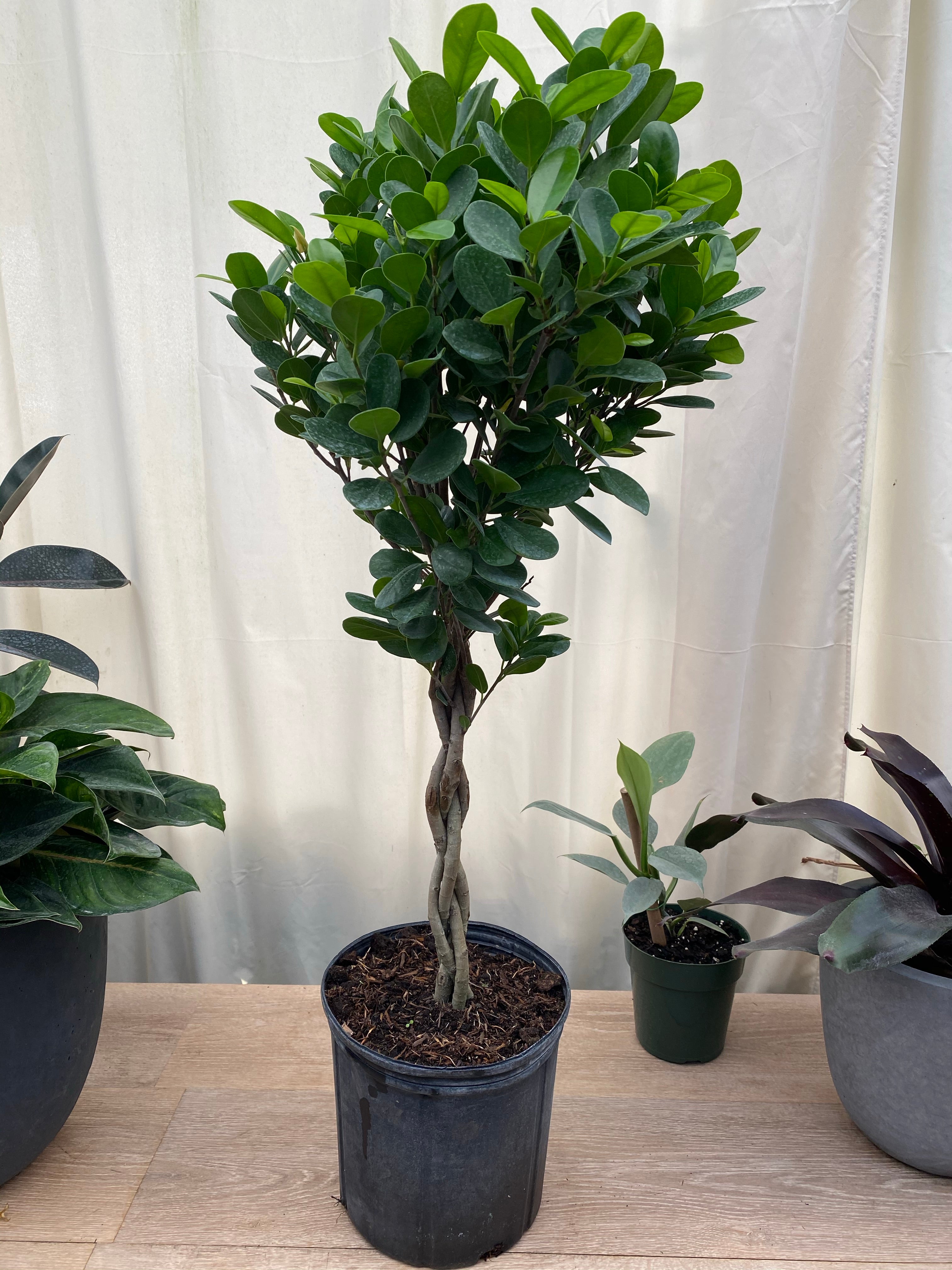 Braided Ficus Moclame Tree, Ficus Microcarpa Daniella in a pot