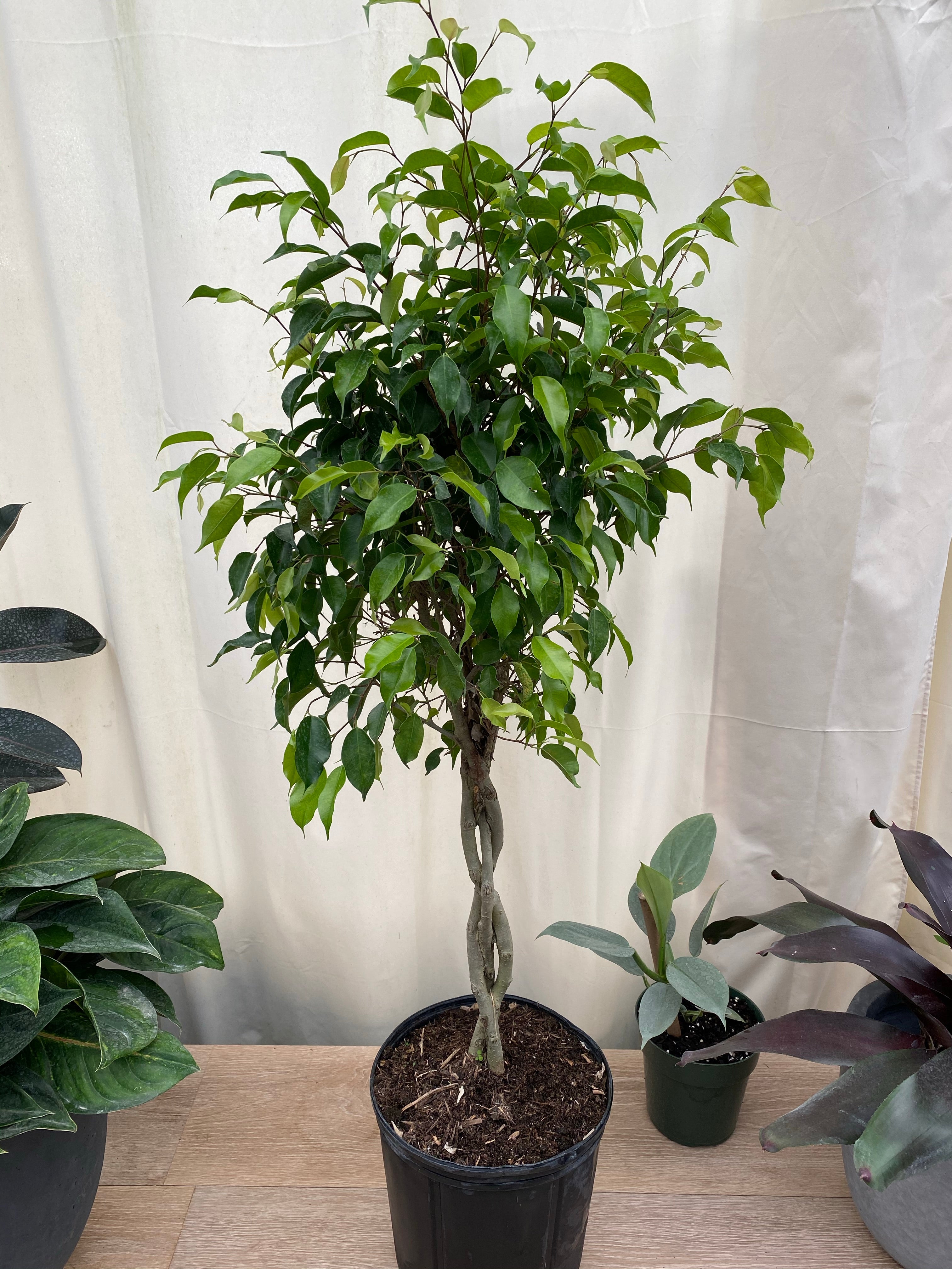 Braided Ficus Benjamina Tree, Weeping Fig in a drive