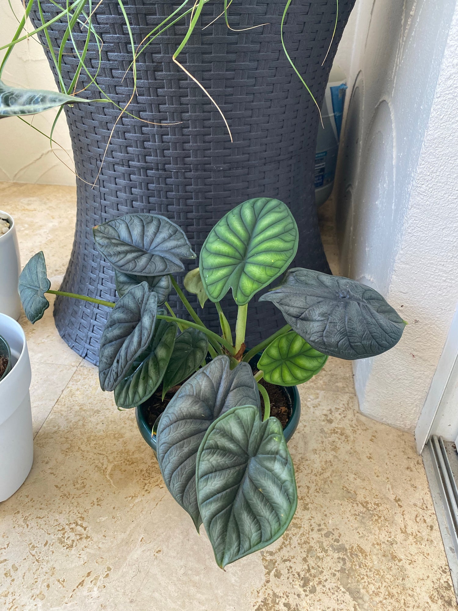 leaves of Alocasia Baginda Dragon Scale, Live Indoor plant inside house