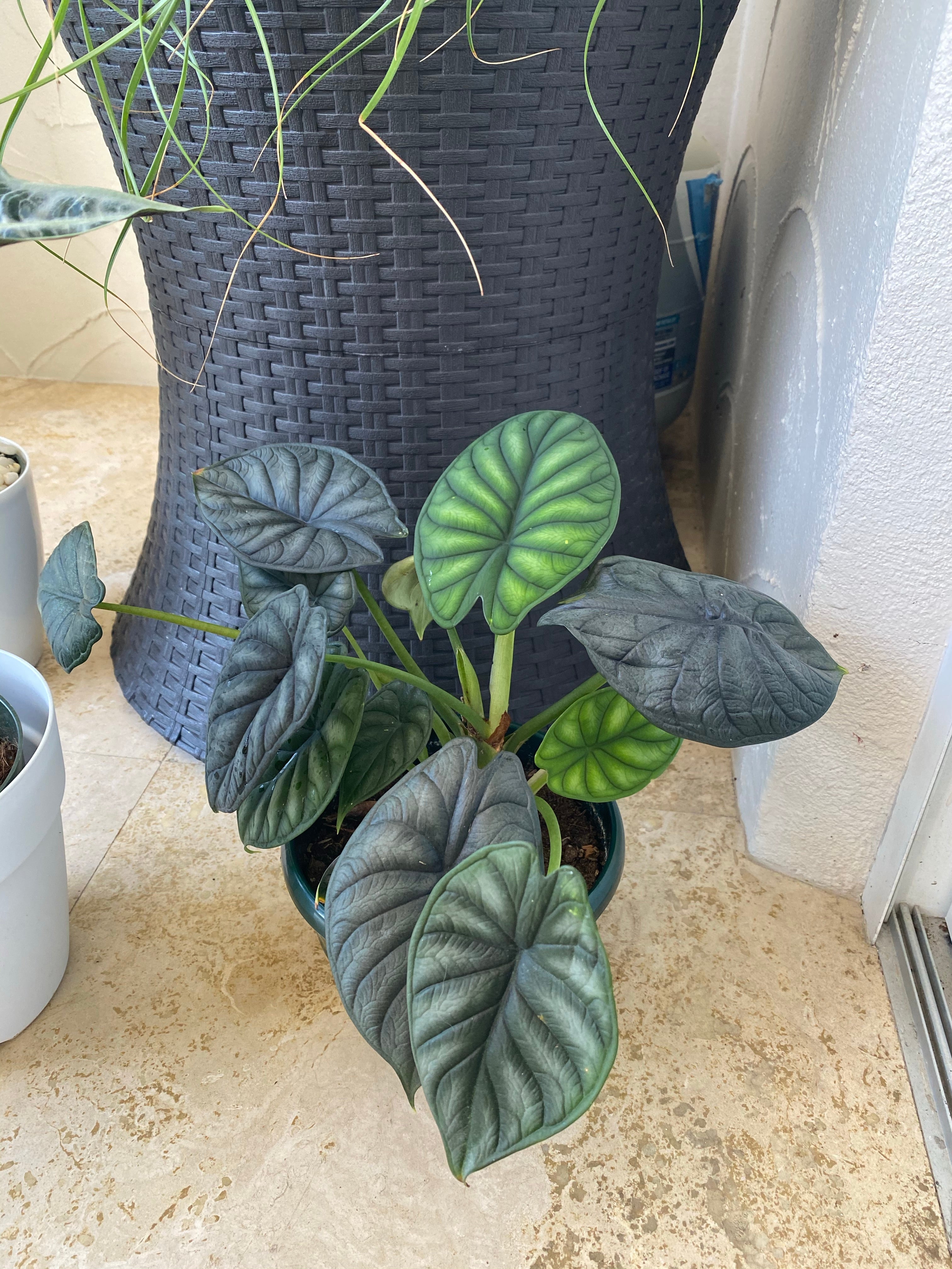 leaves of Alocasia Baginda Dragon Scale, Live Indoor plant inside house