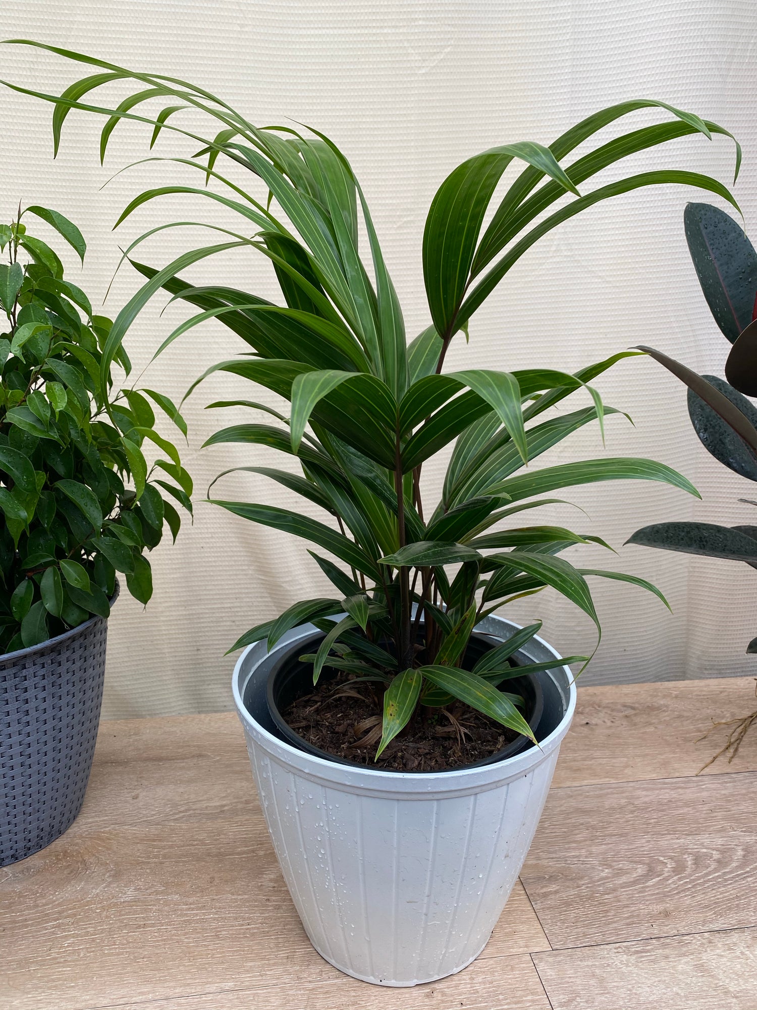 Cabada Palm, Exotic and Rare