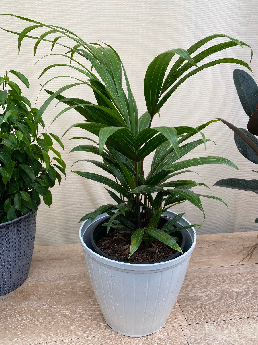 A vibrant Cabada Palm, an exotic and rare tropical palm tree known for its smooth, clustering green trunks