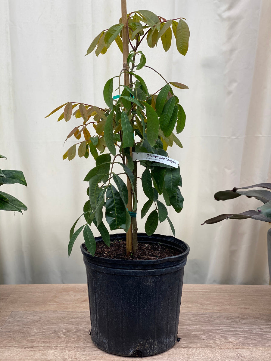 Young Sri Chompoo Longan fruit tree sapling.
