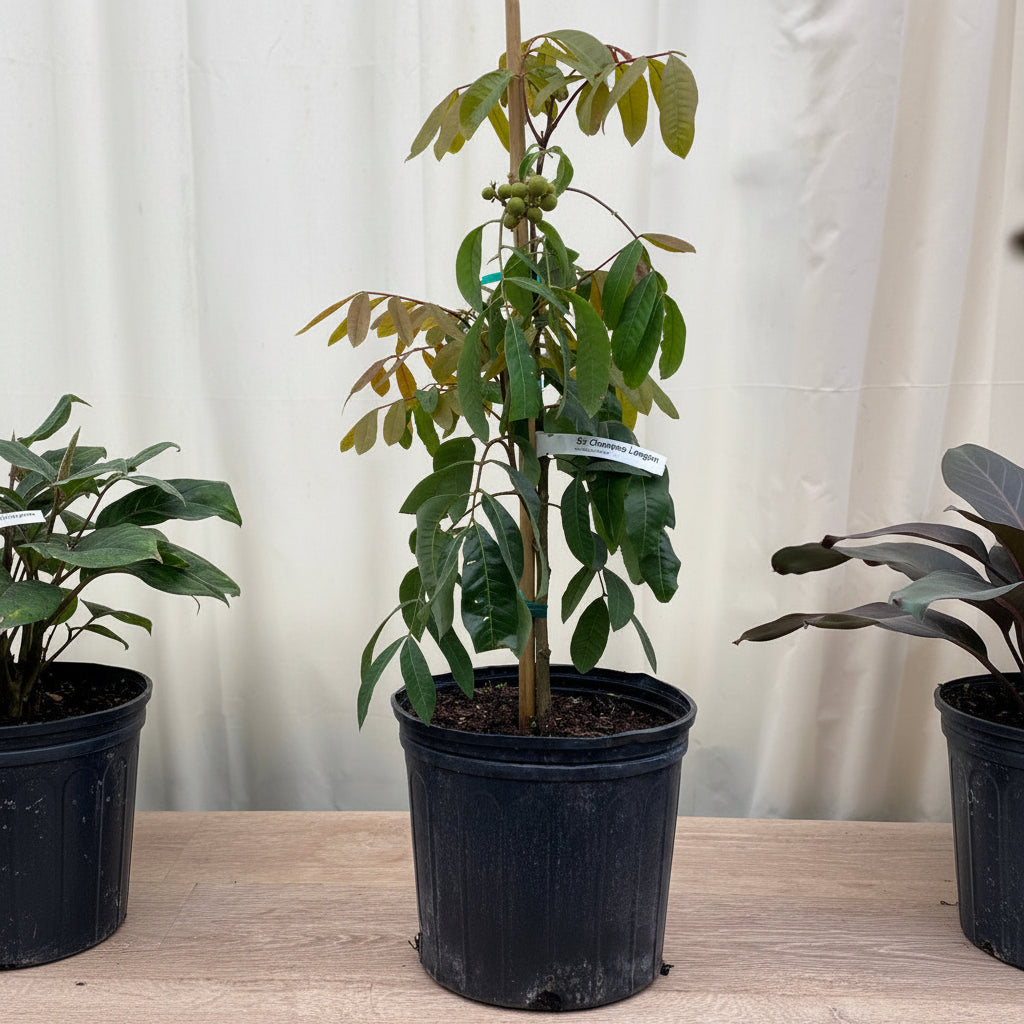 Young Sri Chompoo Longan fruit tree sapling.